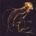 BACK TO THE WATER BELOW (VINYL)