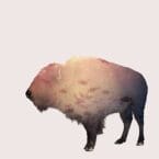 BUFFALO (CD)