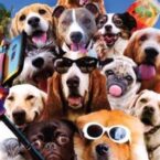 DOG SELFIE (POSTER)