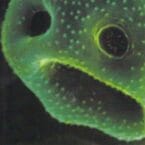 CREEPING UNKNOWN (USED CD)